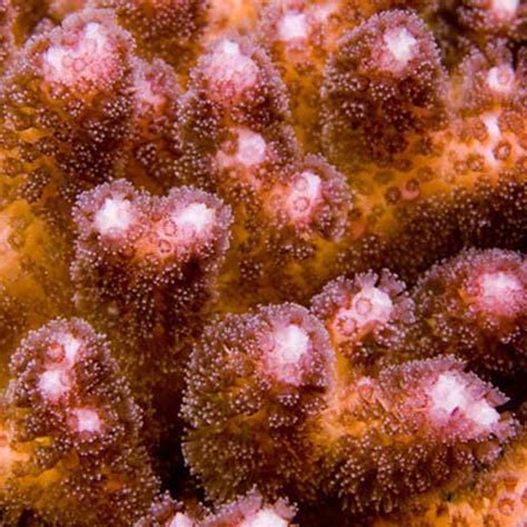 Aquacultured Pink Pocillopora Coral Pocillopora Damicornis Ora
