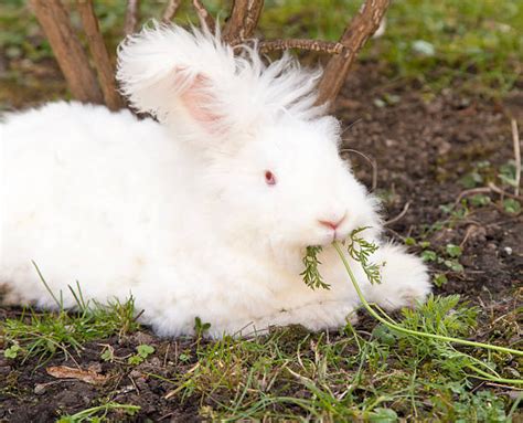 Top 10 Worlds Most Beautiful Rabbit Breeds