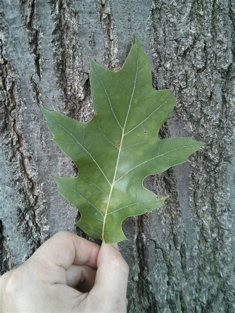 Northern Red Oak Quercus Rubra The Ufor Nursery And Lab