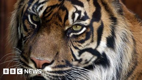 French Police Seize Tigers After Mistreatment Complaint Bbc News