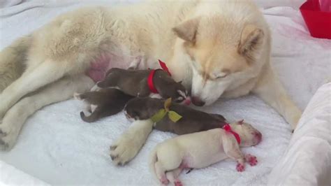 Newborn Siberian Husky Day 1 Good Girl Sasha Youtube