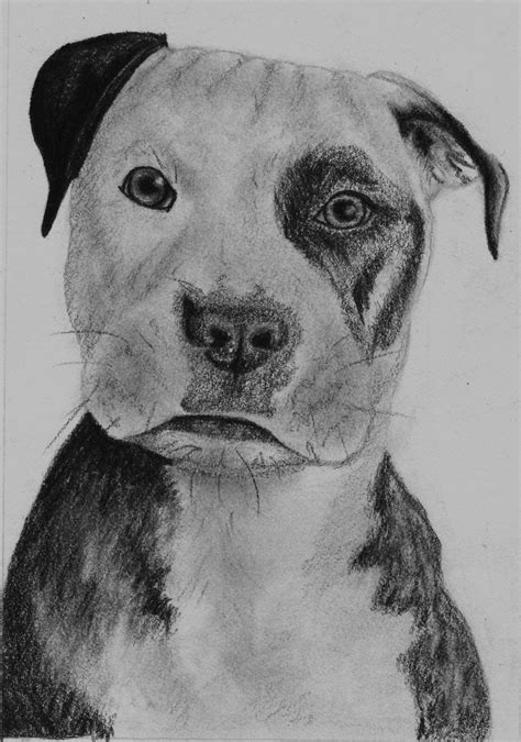 Puppy Pencil Drawing By Elissaevans On Deviantart