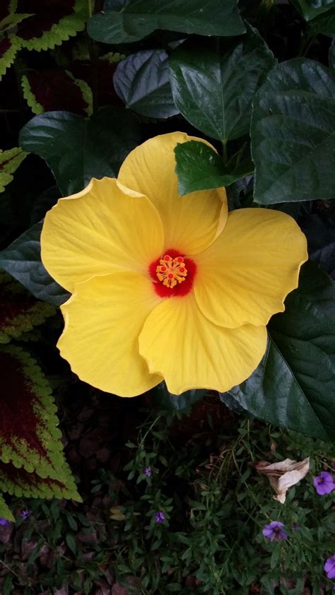 Sunny Yellow Hibiscus Flower In Bloom Plant Leaves Yellow Hibiscus