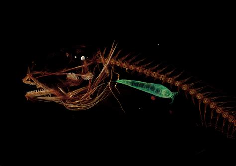 Mariana Snailfish Deepest Ever Fish Discovered At 26000 Feet Under