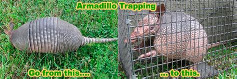 How To Get Rid Of Armadillos Smart Instructions
