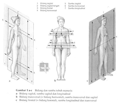 David Rhio Agatha Gambar Anatomi And Beberapa Istilah Medisnya