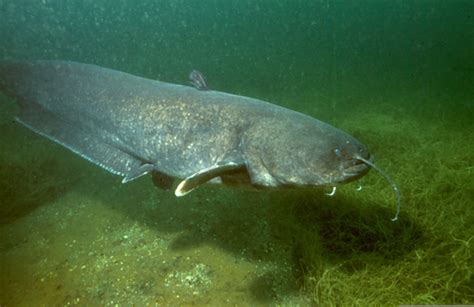 Wels Catfish Wallpapers Free Images At Vector Clip Art