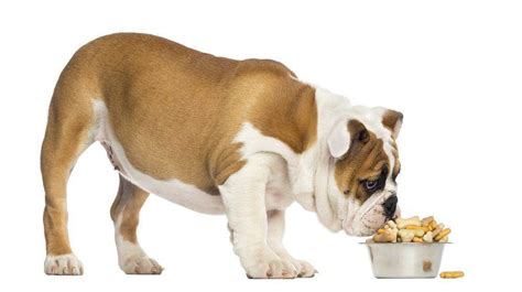 They can usually get along with other canidae is another type of dog food for english bulldog puppies. Best Dog Food for English Bulldog | Feeding Dry and Wet Treats