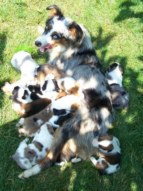 Despite their size, minis are every inch a true herding dog: Cute Puppy Dogs: Mini Australian Shepherd Puppies