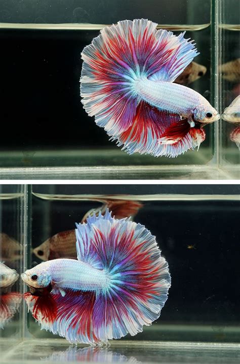 Metallic Rainbow Betta Betta Fish Aquarium Fish