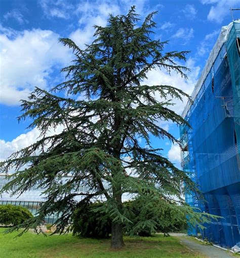 He has been interested in the cedar of lebanon, which is threatened with extinction, for a long time.: Zedern ( Cedrus ). Foto & Bild bot.t mlanje cypress [widdringtonia whytei, syn.: Libanon-Zeder - Cedrus libani günstig online kaufen