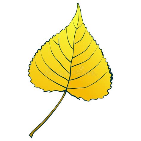 Aspen Leaf Silhouette Isolated On White Background Stock Vector