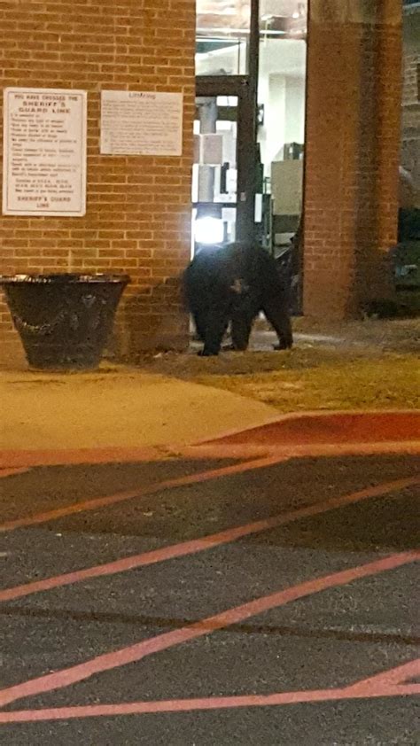Atlanta Black Bear Caught Moved To North Georgia Atlanta Ga Patch