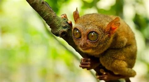 New True Facts Video Proves Tarsiers Are Even Weirder Than They Look