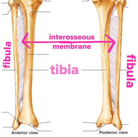 In this column i will show how the ankle joint and the muscles and tendons around it operate when we run, how things can go wrong, and how to fix them to avoid or recover from an injury. The Hip Joint: Tibialis Anterior - of the anterior lower leg