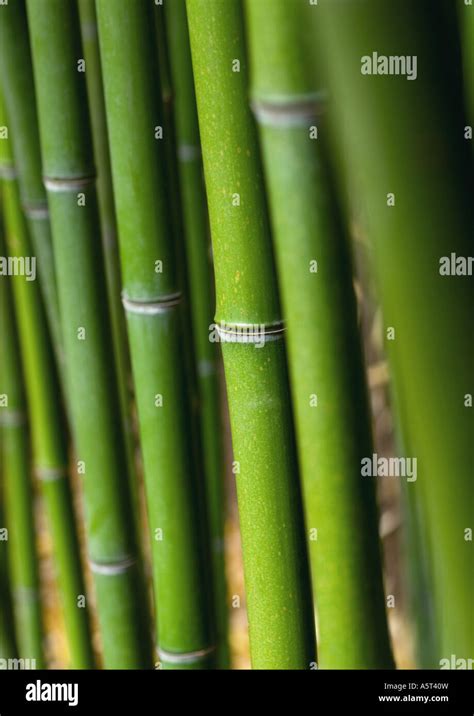 Bamboo Stalks Stock Photo Alamy