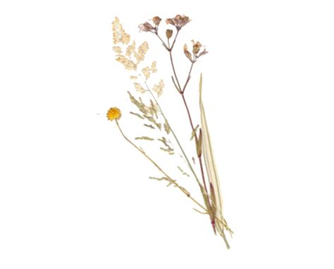 Dried Flowers Aesthetic Yellow Ideas Mdqahtani