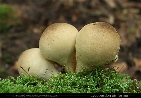 Je me suis amusé à faire sortir les spores de l'intérieur afin de voir combien il y. Vesse de loup en poire - Lycoperdon piriforme - champignon ...