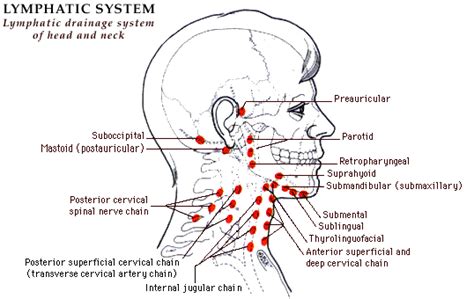 The lymph nodes and other lymphoid tissues in the head and neck are often swollen and create inflammations, which are encountered by posterior triangle or spinal accessory nodes. My Life With Lymphedema: Lymphatic Drainage of the Neck