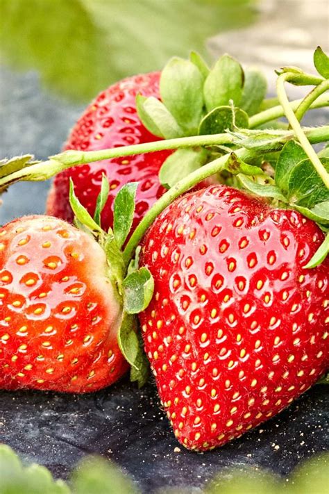 Strawberry Allergy Symptoms Treatment And What To Avoid