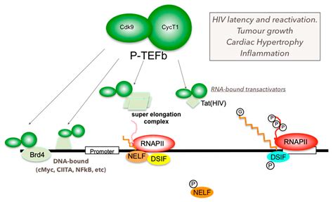 Molecules Free Full Text P Tefb As A Promising Therapeutic Target