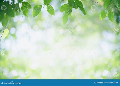 Green Leaf Nature On Blurred Greenery Background Stock Photo Image