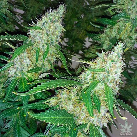 Northern Lights 5 Seeds Feminized Northern Lights Cannabis Seeds