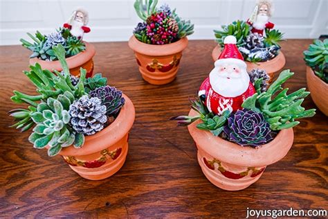 Christmas Succulent Arrangements In Pots Joy Us Garden