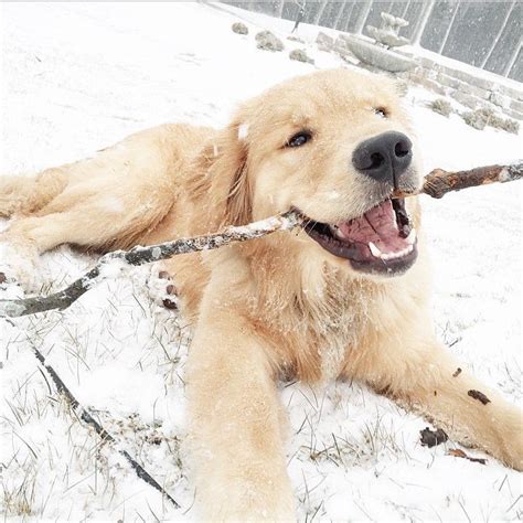 19 Things Only Golden Retriever Pup Parents Understand Barkpost
