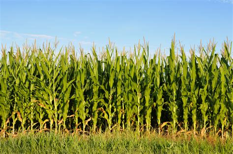 Free Photo Cornfield Agriculture Corn Corn Images Free Download