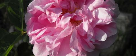 damask rose rosa autumn damask