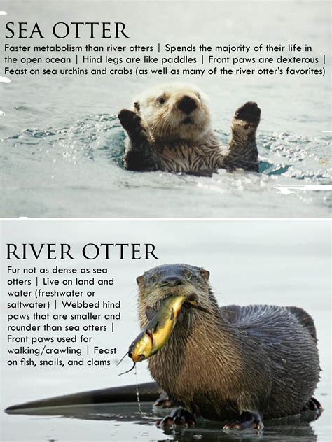 You Otter Know Its Sea Otter Awareness Week