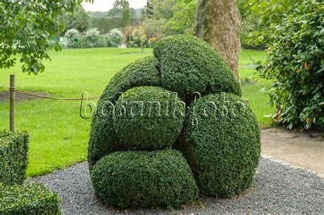 Image Common Boxwood Buxus Sempervirens Arborescens With Spiral