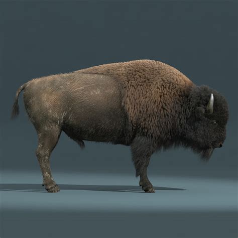 American Bison Fur Animation 3d Max
