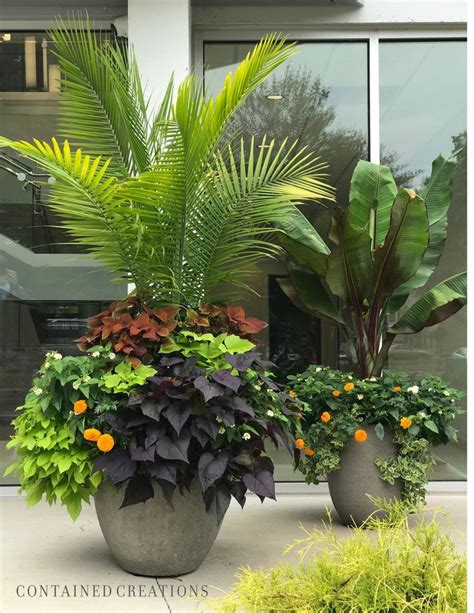 Tropical Container Gardens In 2022 Large Garden Pots Pool