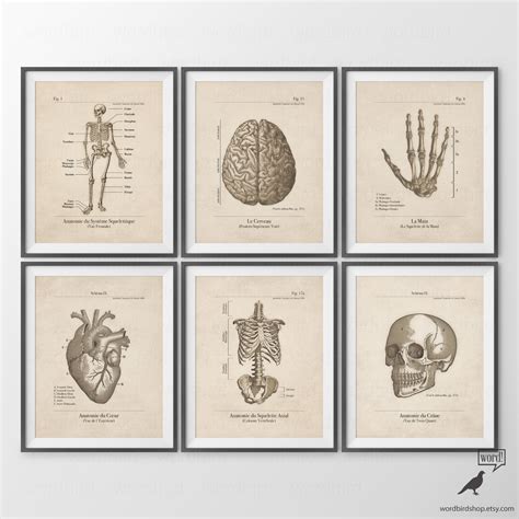 Human Anatomy Posters Set Of 6 Human Anatomy Prints Vintage