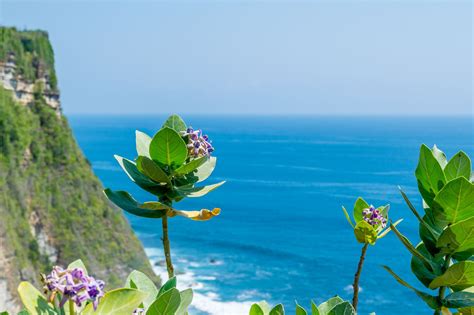 Flickrpaygtkw Flowers Overlooking The Beautiful Ocean