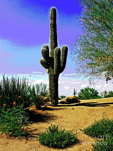 Arizona Cactus Photograph By Larry Oskin Fine Art America