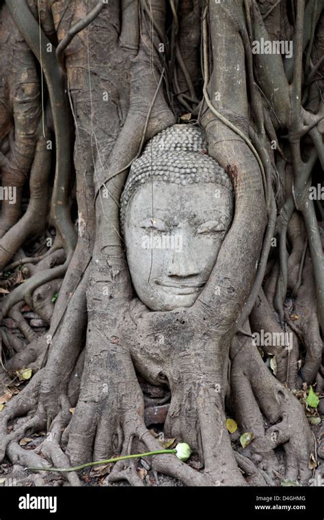 Tree Growing Around The Head Of A Buddha At Wat Phra Mahathat