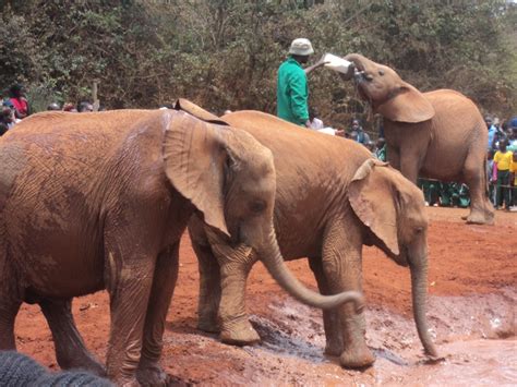 Visit The Nairobi National Park And Elephant Orphanage