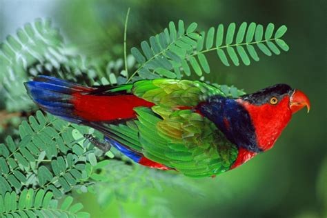 Animals Of Planet Earth Exotic Birds
