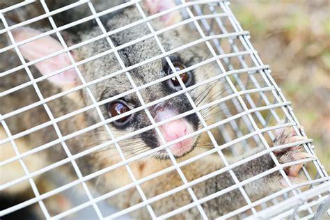 Opossums Removal Services Possums Control Get Rid Of Possums Ontario