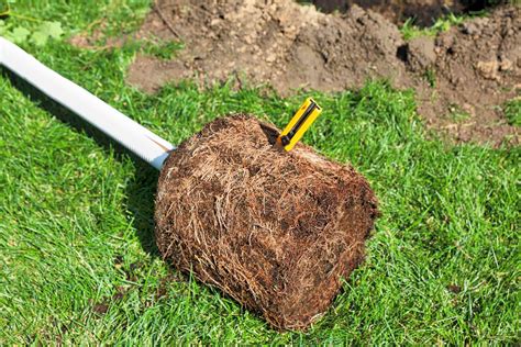Myths And Misconceptions About Tree Roots Explained