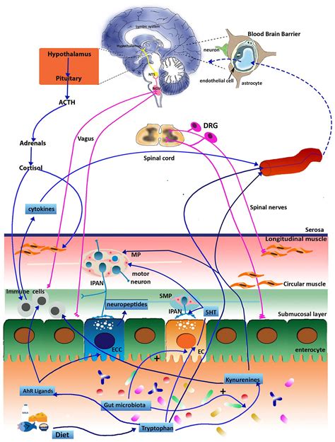 Tryptophan Metabolites Along The Microbiota Gut Brain Axis An