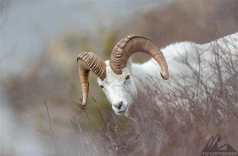 Photographing Dall Sheep In Alaska By Jerry Herrod Mission Alaska