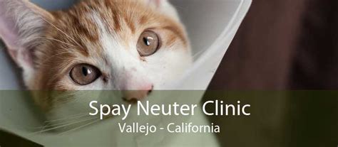 Spay Neuter Clinic Flow Determining The Sex Of A Cat Hot Sex Picture