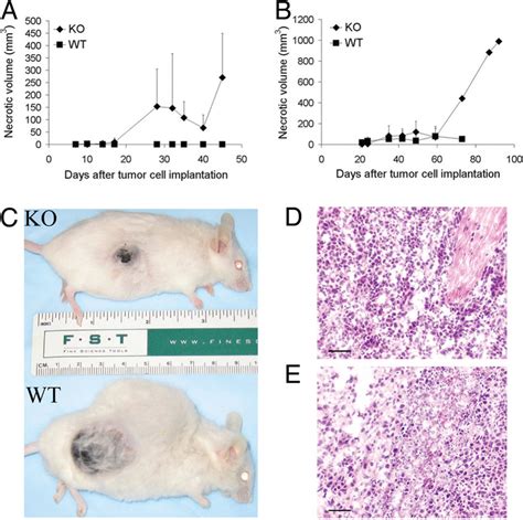 Increased Necrosis In Syngeneic Tumors In Anxa1 Ko Mice A And B