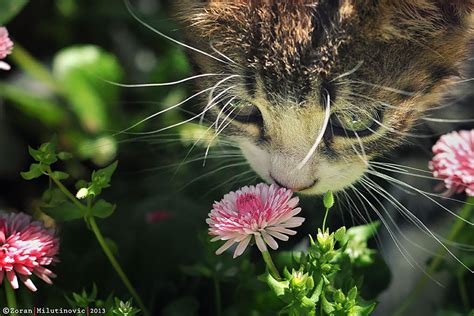 Цэцэгсийн үнэрт дурлаж буй өхөөрдөм амьтад фото
