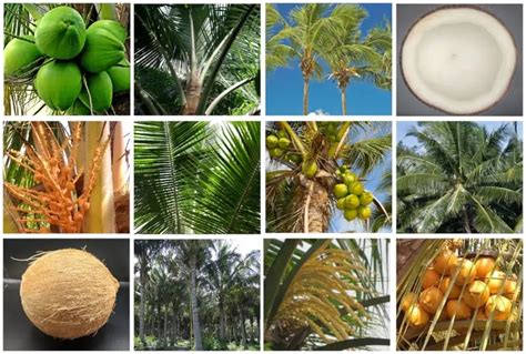 13 Different Types Of Coconut Trees And Identifying Features