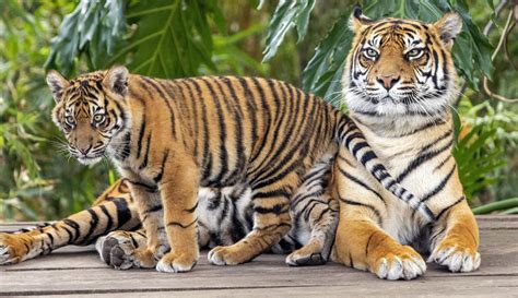 Indonesia's independence day is a national holiday. 11 Endangered Animals Only Exist in Indonesia | Authentic Indonesia Blog